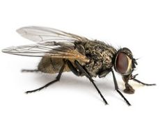 463 mouche domestique caracteristique mode de vie desinsectisation marignagne