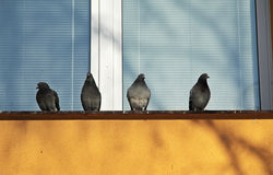 Pigeons sur la fenetre 84077992